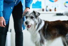 Why Chronic Conditions Are Driving More Vet Visits and What Pet Owners Can Do Early chronic illness spikes vet visits