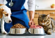 The Truth About High-Protein Pet Food and Which Pets Benefit Most high protein benefits pets