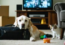 Stress and Pet Health: How Noise, Routine Changes, and Isolation Affect Dogs and Cats noise routine isolation impacts pet health