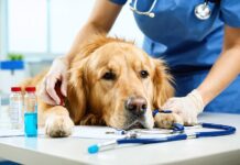 The Preventive Pet Health Screenings Vets Recommend Before Problems Get Expensive preventive pet health screenings