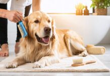 How to Build a Low-Stress Grooming Routine Your Pet Will Tolerate and Maybe Love stress free pet grooming