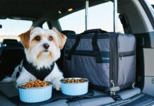 Travel Pet Products Tested: Car Restraints, Portable Bowls, and Airline-Friendly Carriers travel pet gear essentials