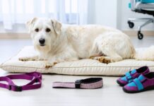 Pet Recovery Products Vets Recommend After Surgery, Injury, or Mobility Changes vets recommend post surgery pet recovery products