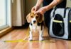 How to Measure Your Dog Precisely for an In-Cabin Airline Carrier accurate dog carrier measurement