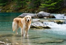 Blue-Green Algae vs. Giardia: Water Safety Rules for Trail Dogs avoid blue green algae giardia water
