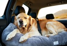 How to Train a Dog to Settle Calmly During 8-Hour Driving Days calm dog during long drives