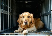 Pressure and Temperature: How Cargo Holds Actually Affect Your Dog cargo hold pressure affects dogs