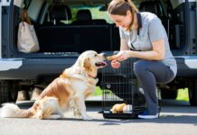 How to Acclimate a Crate-Averse Dog to Vehicle Containment Before a Big Trip crate training for travel
