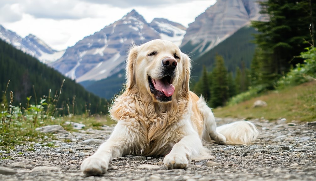 early dog hypoxia signs