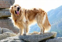 How to Spot Early Heat Exhaustion in a Dog on an Exposed Ridge early heat exhaustion signs ridge