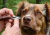 Porcupine Quills and Foxtails: Field Removal When You Can’t Reach a Vet emergency porcupine quill removal