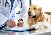 How to Get an EU Animal Health Certificate for Your Dog Without Errors eu dog health certificate errors