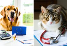 How Pet Passports Work in the EU vs. the US System eu pet passports vs us