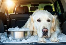 Keeping a Dog Hydrated in Cargo Without Spilling: The Frozen-Water Trick frozen water bottle trick