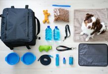What to Pack in a Carry-On for a Dog Flying in the Cabin in cabin dog carry on essentials