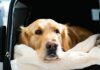 Insurance That Actually Covers a Dog During International Transit international dog transit coverage