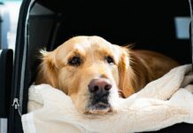 Insurance That Actually Covers a Dog During International Transit international dog transit coverage