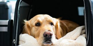 Insurance That Actually Covers a Dog During International Transit international dog transit coverage