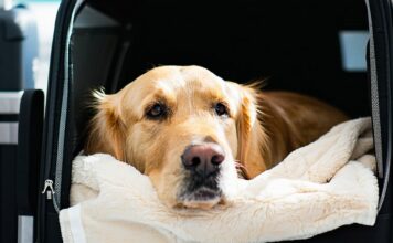 Insurance That Actually Covers a Dog During International Transit international dog transit coverage