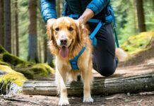 How to Safely Lift a Large Dog Over Trail Obstacles With a Lift Harness lift large dog safely