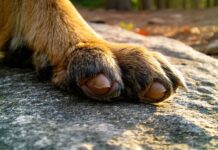 Conditioning a Dog’s Paw Pads for Rough Terrain Over 8 Weeks paw pad conditioning schedule