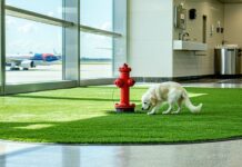 Pet Relief Areas at Major International Airports: A Layover Survival Guide pet relief spots at airports