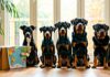 Banned and Restricted Breeds by Country: A Pre-Move Checklist pre move breed ban checklist