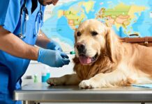 Rabies Titer Testing: Timing It Right for Long-Haul International Moves rabies titer timing international