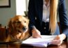 How to Register a Foreign Dog With Local Authorities After Relocating register foreign dog locally