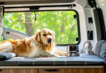 Keeping Your Dog Cool in a Parked Camper Van: A Safe Temperature Protocol safe temperature guide for dogs
