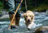 How to Cross a Cold River Safely With a Nervous Dog safely cross cold river with dog