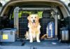 Securing Loose Gear So It Doesn’t Injure Your Dog in a Sudden Stop secure dog kennel accessories