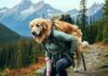 How to Carry a 60-lb Injured Dog Out of the Backcountry Solo solo carry 60 lb injured dog