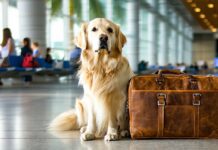 Taking a Dog to Thailand: Current Quarantine and Import Rules thailand dog import quarantine rules