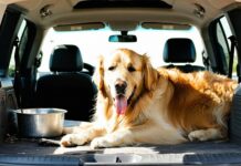 Heat Death Risk: How Long Is Too Long to Leave a Dog in a Shaded Van? too long in shaded van