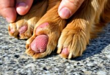 Recognizing and Treating Paw Pad Burns From Hot Granite treat hot granite paw burns
