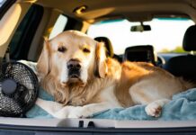 Carbon Monoxide and Dogs: Ventilation Rules for Sleeping in a Vehicle ventilate when sleeping inside car
