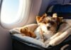 How to Calm a Dog for a Long-Haul Flight Without Sedation: Vet-Backed Methods vet backed non sedation flight calm