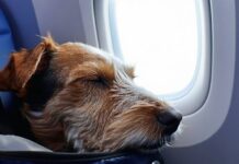 Muzzle and Sedation Rules Airlines Enforce, and Why Sedation Is Risky air travel sedation risks