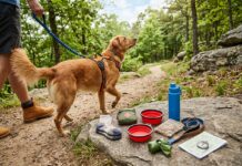 Dog Hiking Checklist: How to Start Trail Walking