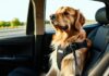 State-by-State Dog Seatbelt and Restraint Laws Every Road-Tripper Should Know dog safety road laws