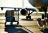 Summer Heat Embargoes: Why Airlines Refuse Dogs in Cargo From May to September dogs banned in summer
