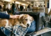 Flying with a Deaf or Blind Dog: The Extra Prep Most Guides Skip Featured/hero image — Flying with a Deaf or Blind Dog: The Extra Prep Most Guides Skip