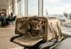 How to Fly With a Cat: The Complete Step-by-Step Travel Guide Featured/hero image — How to Fly With a Cat: The Complete Step-by-Step Travel Guide
