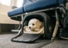 Low-Cost Carriers and Pets: Which Budget Airlines Actually Allow Dogs Featured/hero image — Low-Cost Carriers and Pets: Which Budget Airlines Actually Allow Dogs