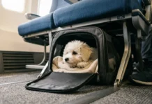 Low-Cost Carriers and Pets: Which Budget Airlines Actually Allow Dogs Featured/hero image — Low-Cost Carriers and Pets: Which Budget Airlines Actually Allow Dogs