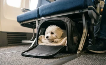 Low-Cost Carriers and Pets: Which Budget Airlines Actually Allow Dogs Featured/hero image — Low-Cost Carriers and Pets: Which Budget Airlines Actually Allow Dogs