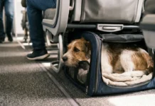 Business vs Economy: Does Cabin Class Change Your Dog’s Flying Experience? Featured/hero image — Business vs Economy: Does Cabin Class Change Your Dog's Flying Experience?