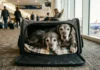 Flying with a Senior Dog: Extra Precautions Airlines Don’t Tell You About Featured/hero image — Flying with a Senior Dog: Extra Precautions Airlines Don't Tell You About