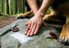 How to Treat a Torn Dewclaw or Split Nail Miles From the Trailhead first aid for injuries